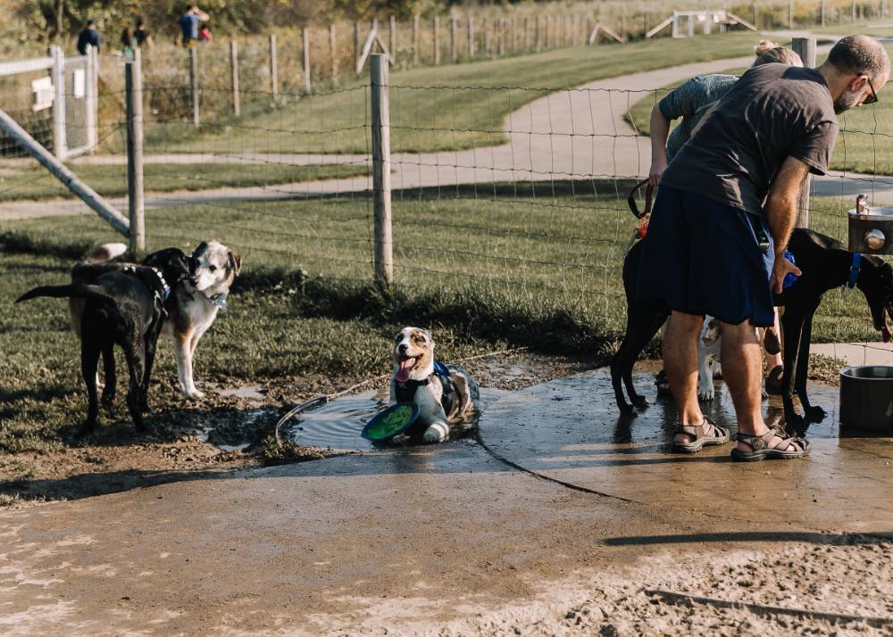 dog enjoys water at the dog park